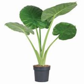 Alocasia Calidora - Elephant Ear Product Image